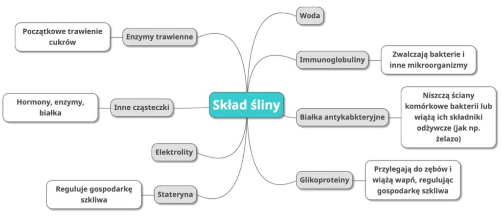 Co produkuje sliny?